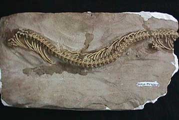 Αρχαίος όφις με γοφούς δείχνει ότι τα φίδια εξελίχθηκαν στην ξηρά