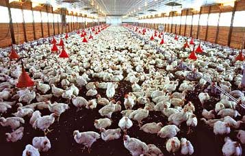 Κοινοτική βοήθεια στους πτηνοτρόφους λόγω της γρίπης των πτηνών