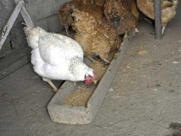 Μέτρα για την ανακούφιση των πτηνοτρόφων λόγω της γρίπης των πουλερικών