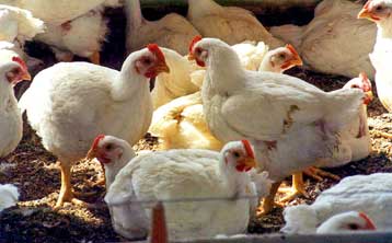 Εντοπίστηκε στέλεχος του ιού της γρίπης των πτηνών σε πτηνοτροφείο της Βρετανίας