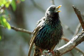 Τα ωδικά πτηνά «μπορούν να μάθουν γραμματική»