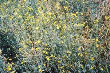 Τέσσερα μέτρα για την προώθηση της παραγωγής ενεργειακών φυτών