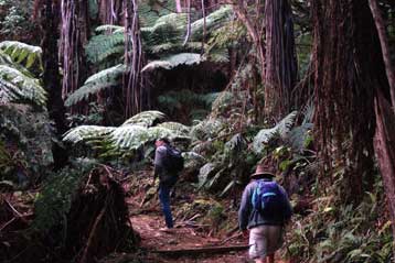 Φυτά για την καταπολέμηση του AIDS και του καρκίνου βρέθηκαν στη ζούγκλα της Βόρνεο