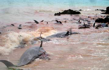 Μυστήριο καλύπτει το θάνατο εκατοντάδων δελφινιών στη Ζανζιβάρη