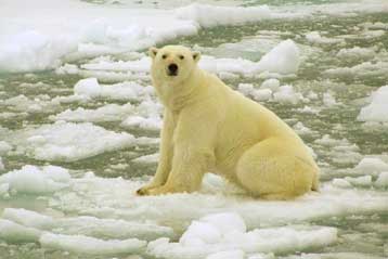 Η πολική αρκούδα και ο ιπποπόταμος στο δρόμο της εξαφάνισης