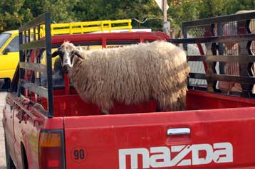 Πόροι 18 εκατ. ευρώ για την αντιμετώπιση λοιμωδών νοσημάτων των παραγωγικών ζώων