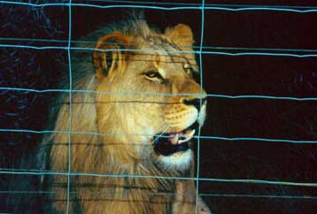 Τέρμα στο «σαφάρι κονσέρβα» βάζει η Νότιος Αφρική