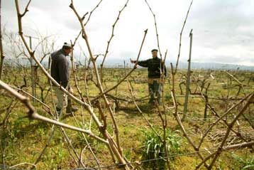 «Τρέχουν» οι ημερομηνίες υποβολής των αιτήσεων για την καταβολή αγροτικών ενισχύσεων