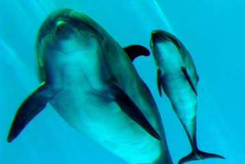 Τα δελφίνια έχουν τα δικά τους ονόματα