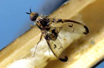 Δώδεκα είδη μύγας στη Χαβάη κερδίζουν ομοσπονδιακή προστασία