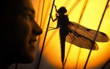 Μικροσκοπικοί ραδιοπομποί παρακολουθούν την αποδημία της λιβελλούλης