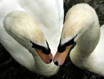 Τα αποδημητικά επέστρεψαν χωρίς τη γρίπη των πτηνών και οι ειδικοί είναι σε σύγχυση