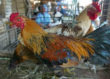 Πέντε νεκροί από τη νόσο των πτηνών στην Ινδονησία