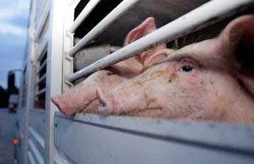 Γουρούνια θετικά στον ιό της γρίπης των πτηνών εντοπίστηκαν στην Ινδονησία