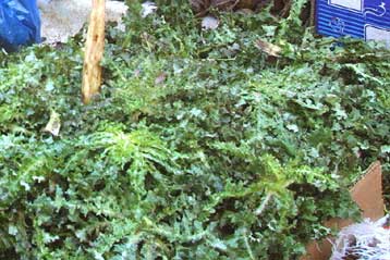 Ανησυχία στους καταναλωτές για τους κινδύνους από το χόρτο-δηλητήριο