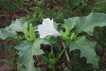 Ισχυρό παραισθησιογόνο το χόρτο που δηλητηρίασε αγοραστές βλίτων