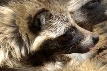 Λαθραίο ρακούν άντεξε ηλεκτροπληξία 11.000 Volt