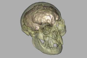 Αμφισβητείται εκ νέου η ανακάλυψη του ανθρώπου «Χόμπιτ»