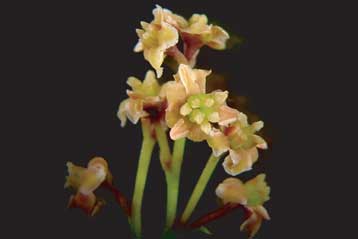 Ζωντανό απολίθωμα είναι ο «χαμένος κρίκος» της εξέλιξης των λουλουδιών