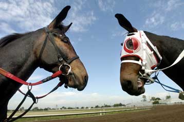 Κλώνοι μουλαριού συναγωνίζονται σε κούρσα στη Νεβάδα