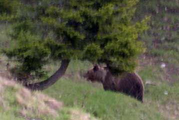 Αρκούδα εθεάθη στη Γερμανία για πρώτη φορά εδώ και 170 χρόνια