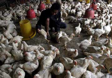 Δεν διαπιστώνει ο ΠΟΥ επικίνδυνη μετάλλαξη της γρίπης των πτηνών στην Ινδονησία