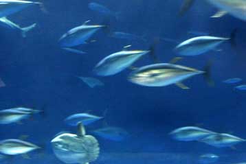 Εξαφανίζεται ο ερυθρός τόνος της Μεσογείου, προειδοποιεί η Greenpeace