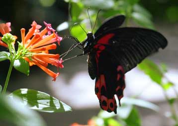 Το 95% των τροπικών δασών κινδυνεύει με αποψίλωση