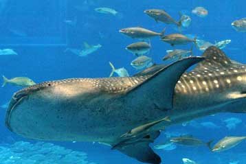 Δεκάδες είδη καρχαριών «σουλατσάρουν» στο Αιγαίο