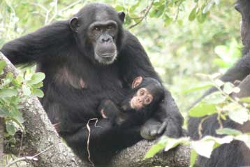 Από χιμπατζήδες του Καμερούν ξεκίνησε η επιδημία AIDS