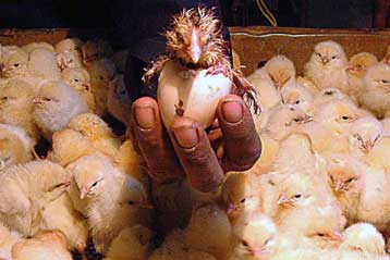 «Το αβγό έκανε την κότα» απαντούν δύο επιστήμονες στο πολυσυζητημένο δίλημμα
