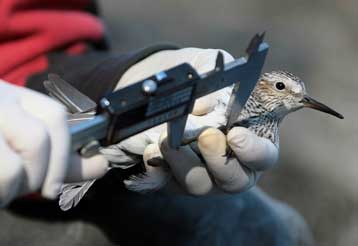 Μείωση των κρουσμάτων Η5Ν1 στα άγρια πτηνά καταγράφεται στην Ευρώπη