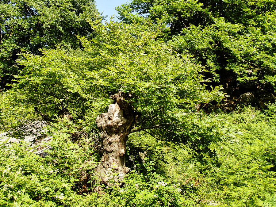 Νότια Εύβοια, τόπος σπάνιας ομορφιάς