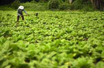 Γενετικά τροποποιημένος καπνός παράγει εμβόλιο για την ηπατίτιδα