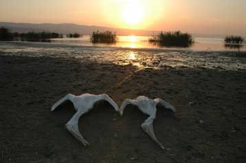 Συνεχίζεται η παρακμή της λίμνης Κορώνειας
