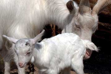 Πράσινο φως για το πρώτο φάρμακο από γενετικά τροποποιημένα ζώα