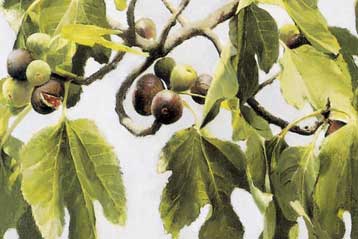 Απολιθωμένα σύκα ίσως ήταν σοδειά των πρώτων γεωργών