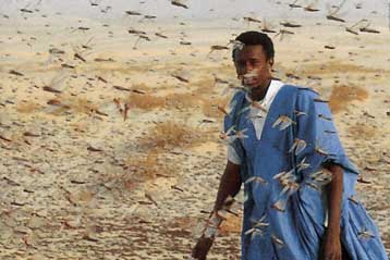 Πώς οι μοναχικές ακρίδες ενώνονται σε καταστροφικά σμήνη