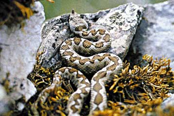 Νέος αντιοφικός ορός θα μπορούσε να μειώσει τους θανάτους από δάγκωμα