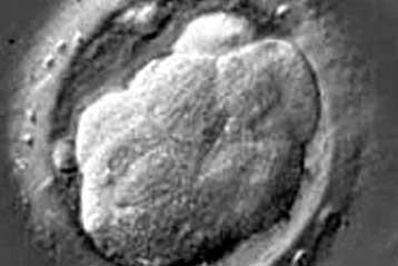 Ερευνητικό πρόγραμμα για την κλωνοποίηση εμβρύων ξεκινά στο Χάρβαρντ