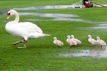 Τεστ DNA αποκαλύπτουν τις εξωσυζυγικές περιπέτειες των κύκνων