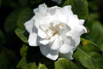 Παραδοσιακή κινεζική θεραπεία πιθανώς αποτελεσματική στο διαβήτη