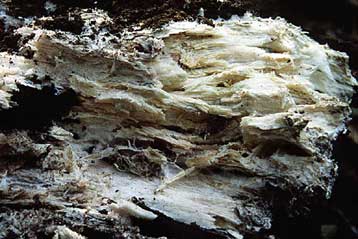 Μύκητας του ξύλου χωνεύει «άφθαρτα» πλαστικά