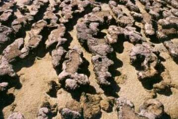 Πλούσια οικοσυστήματα σχημάτιζαν οι πρώτες μορφές ζωής πριν από 3,4 δισ. χρόνια