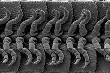 Σπάνια εμφάνιση του ζωύφιου με τα περισσότερα πόδια