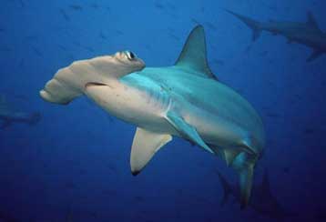 Νέο είδος καρχαρία εντοπίστηκε σε αμερικανικά νερά