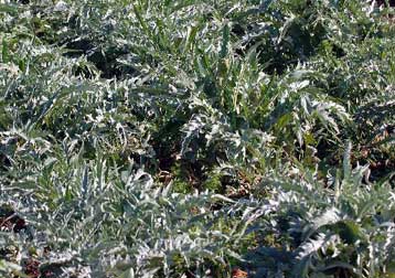 Ισχυρή χαλαζόπτωση κατέστρεψε τις αγροκαλλιέργειες στην Πιερία