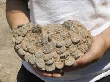 Ανυπολόγιστης αξίας αρχαία βρέθηκαν στην κατοχή ιδιώτη στην Κρήτη