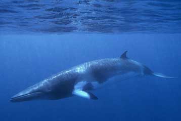 Σε εύθραυστες ισορροπίες στηρίζεται το μορατόριουμ φαλαινοθηρίας