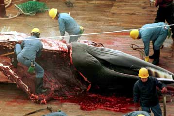 Συμβολική νίκη των φαλαινοθήρων σε ψηφοφορία για το μορατόριουμ